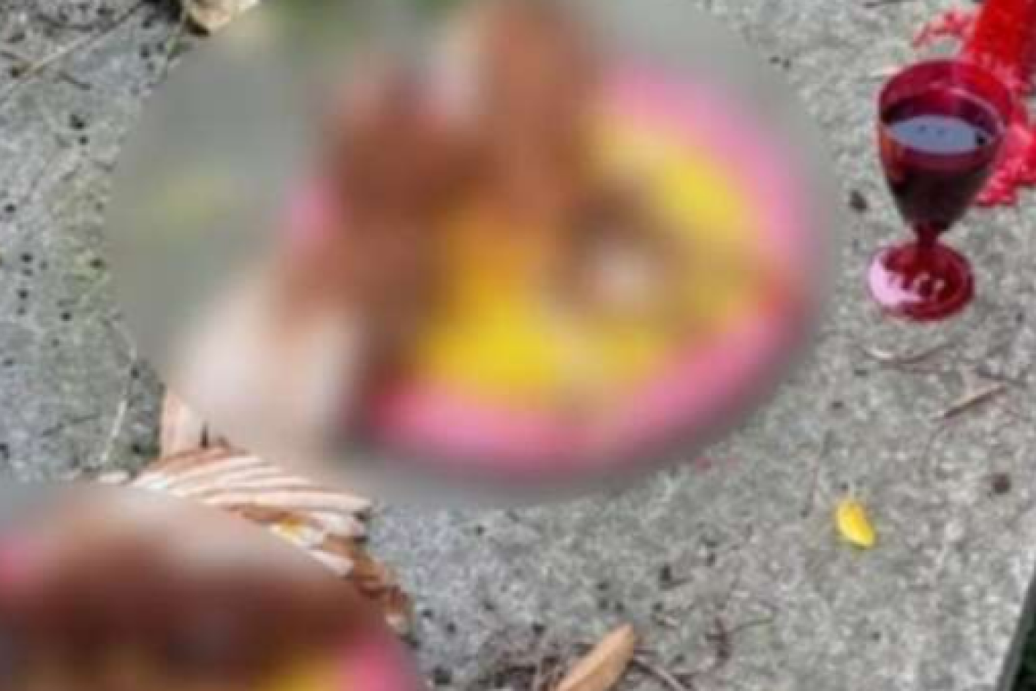 Shock al cimitero di Palizzi Marina: animali sventrati tra loculi e candele